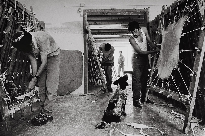 Kenigsberg Parchment factory, Alon Moreh.